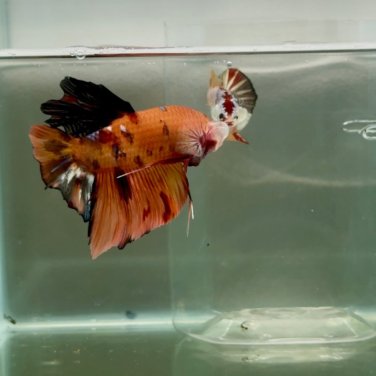 Plakat Koi Orange Male Betta Giant #Ju04