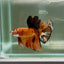 Plakat Koi Orange Male Betta Giant Ju04 Live Betta Fish Male betta