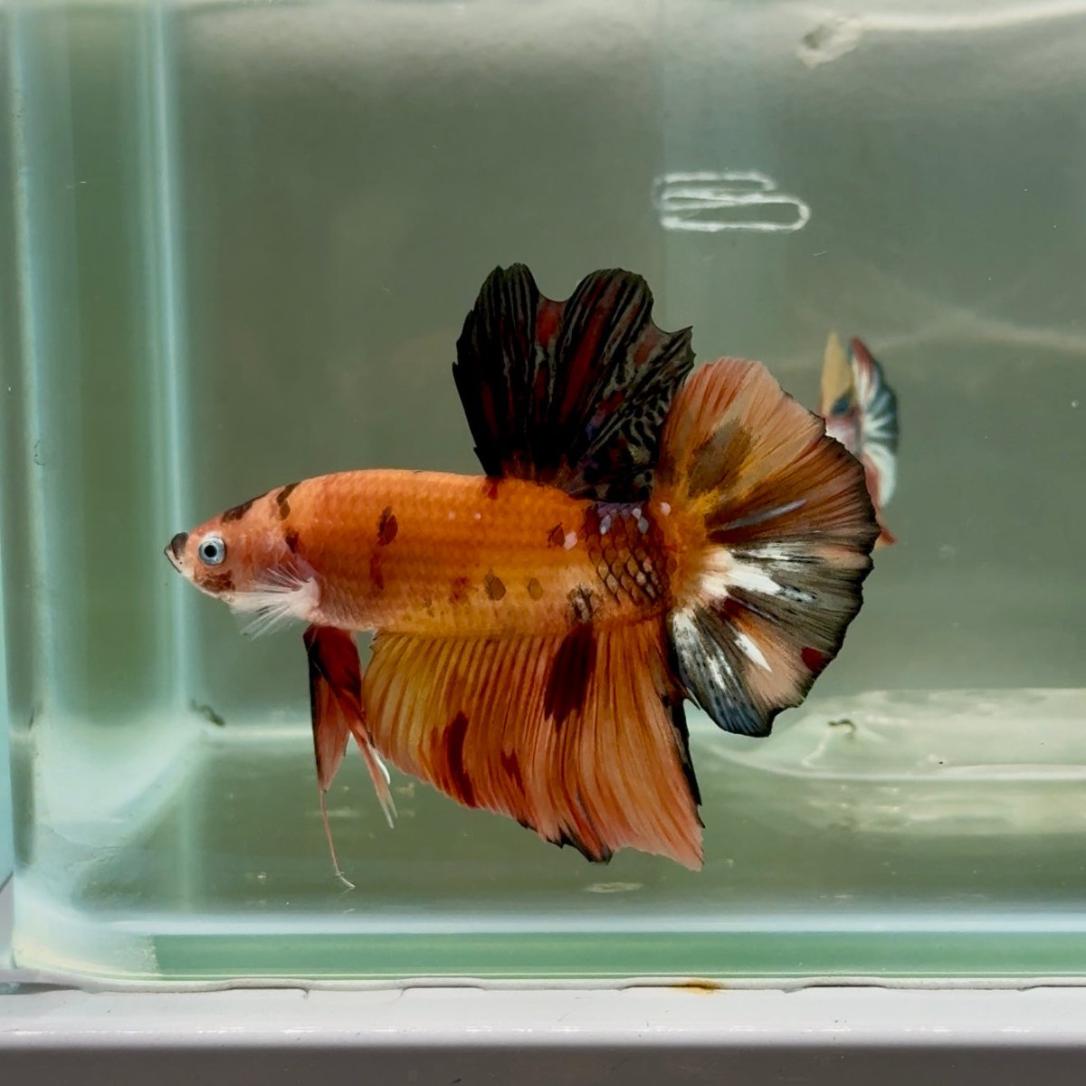 Plakat Koi Orange Male Betta Giant #Ju04