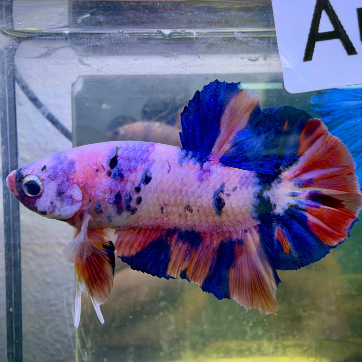 Plakat Koi Purple White Candy Male Betta #Au69