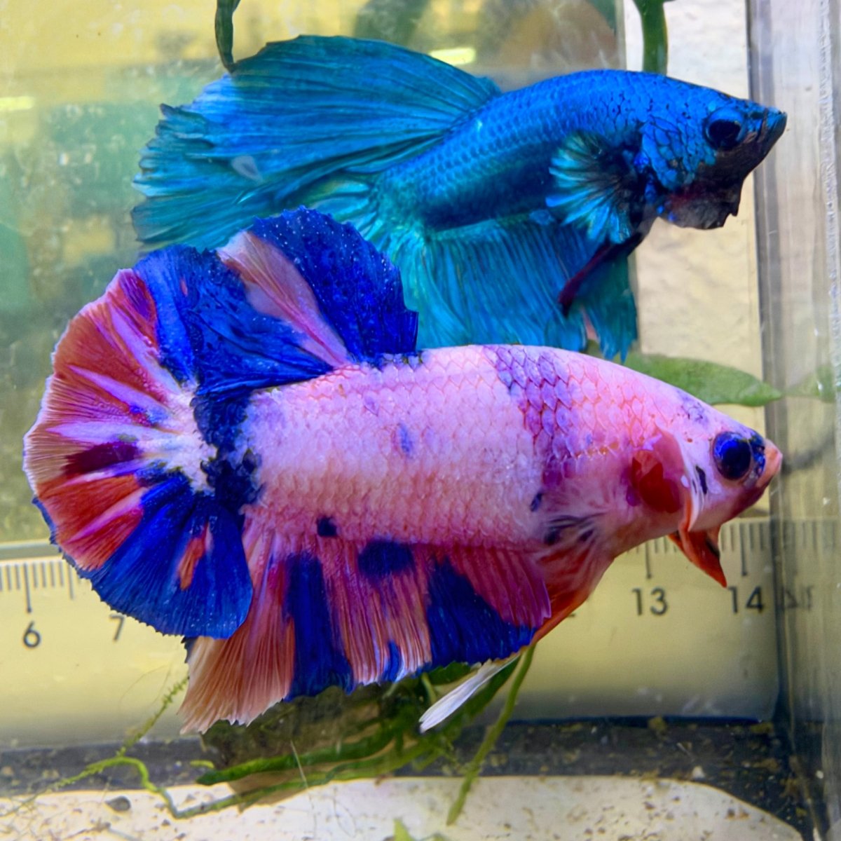 Plakat Koi Purple White Candy Male Betta #Au69