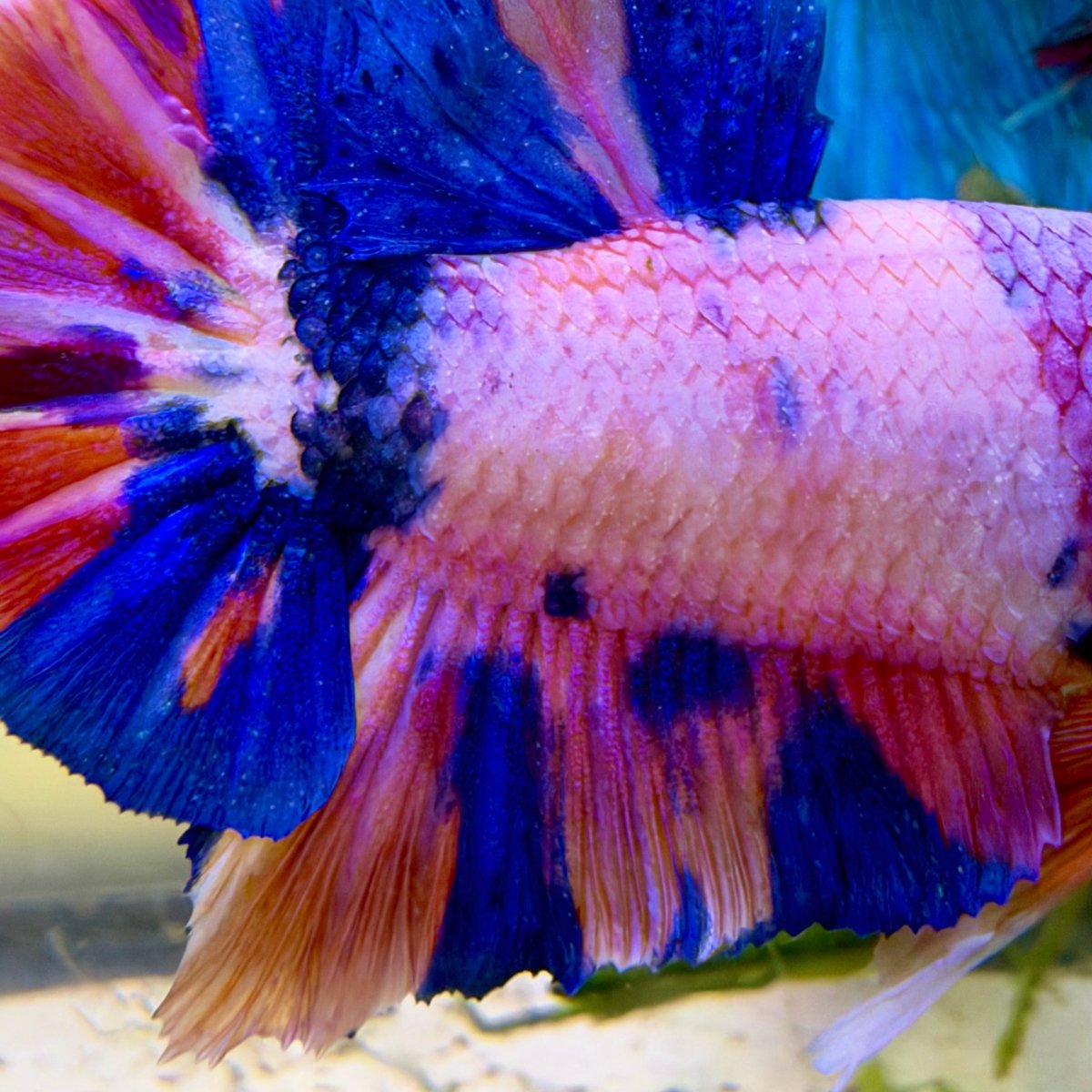 Plakat Koi Purple White Candy Male Betta #Au69