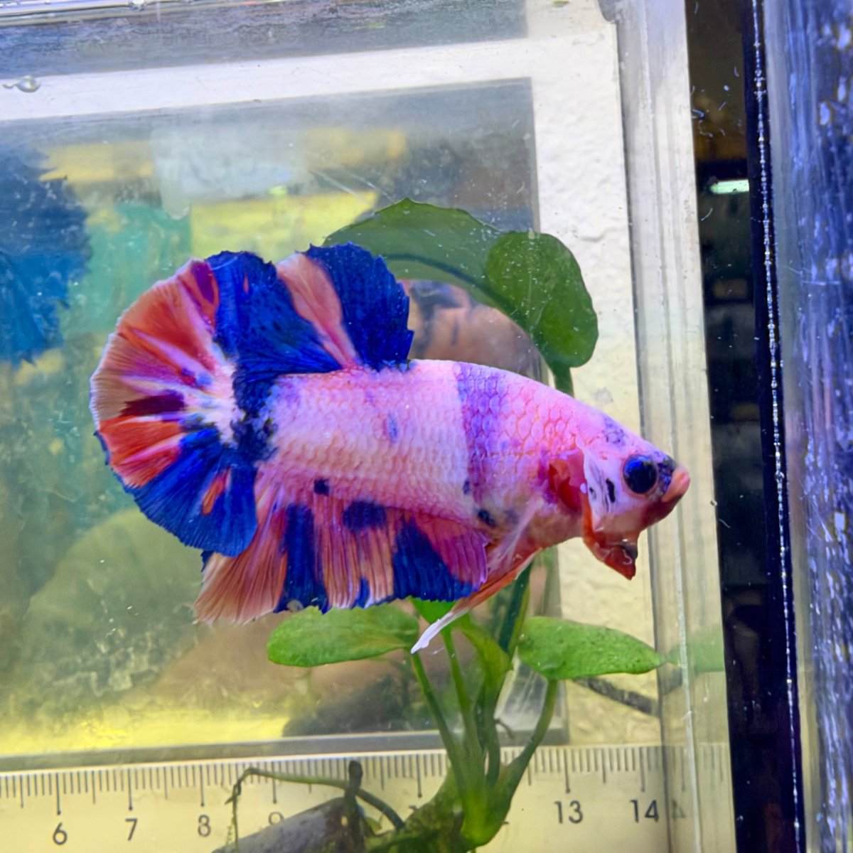 Plakat Koi Purple White Candy Male Betta #Au69