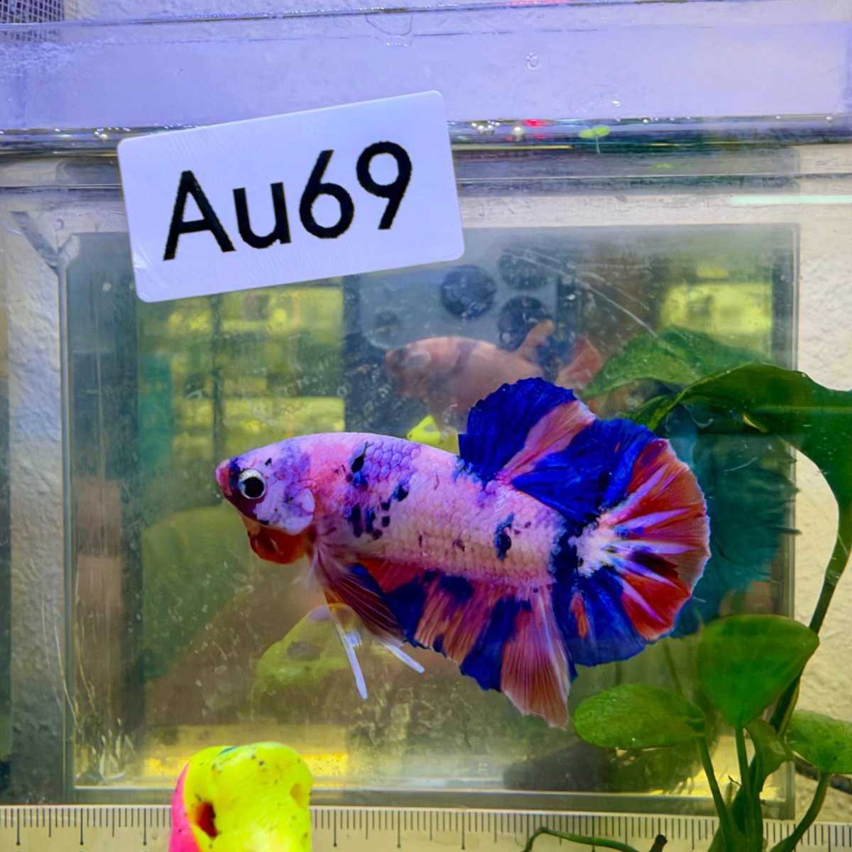 Plakat Koi Purple White Candy Male Betta #Au69