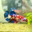 Plakat Koi Red Galaxy Female Betta 134