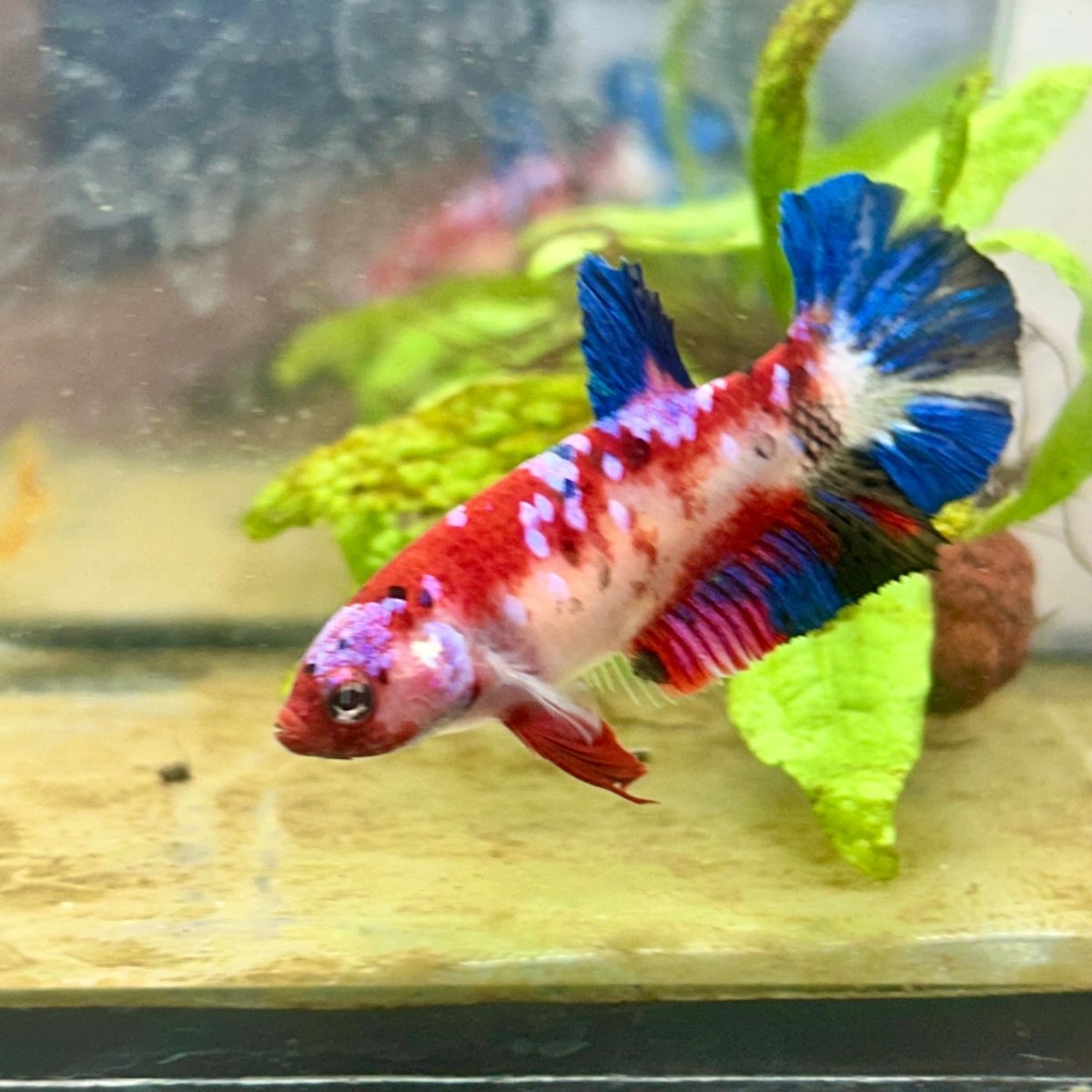 Plakat Koi Red Galaxy Female Betta 134