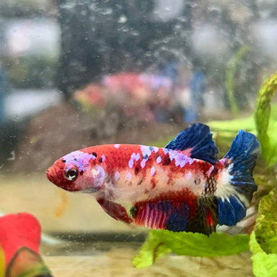 Plakat Koi Red Galaxy Female Betta 134