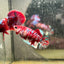 Plakat Koi Red Galaxy Female Betta N110