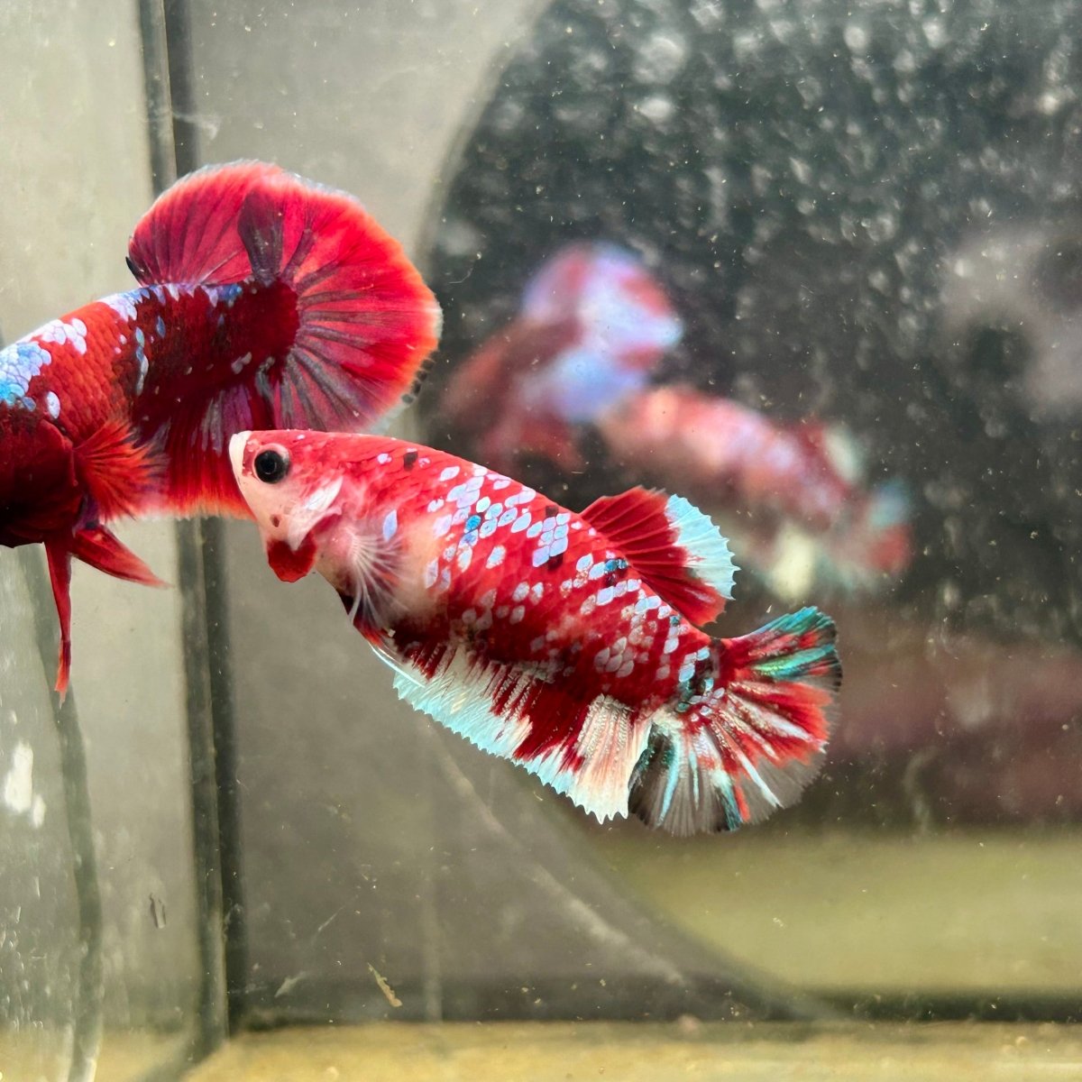 Plakat Koi Red Galaxy Female Betta N110