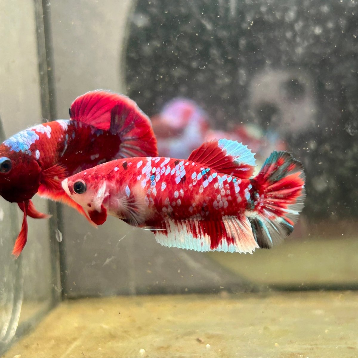 Plakat Koi Red Galaxy Female Betta N110