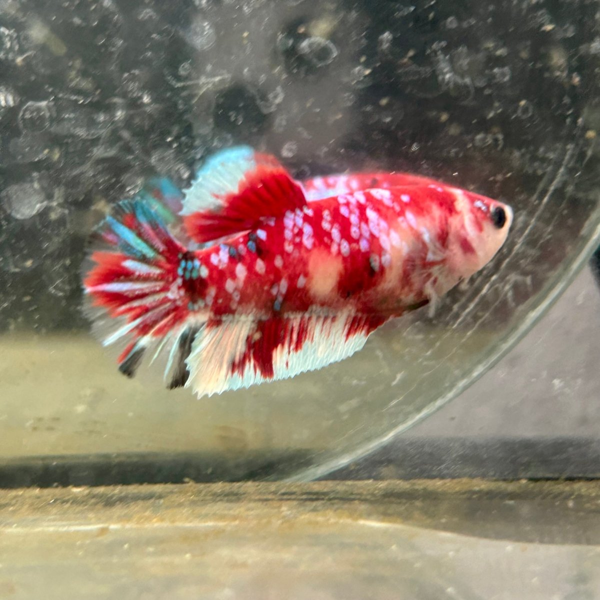 Plakat Koi Red Galaxy Female Betta N110
