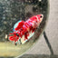 Plakat Koi Red Galaxy Female Betta N110