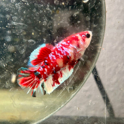 Plakat Koi Red Galaxy Female Betta N110