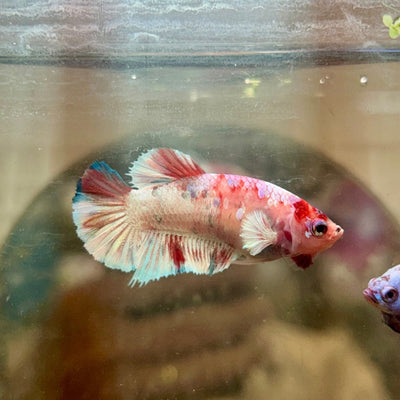 Plakat Koi Red Snow Female Betta 143