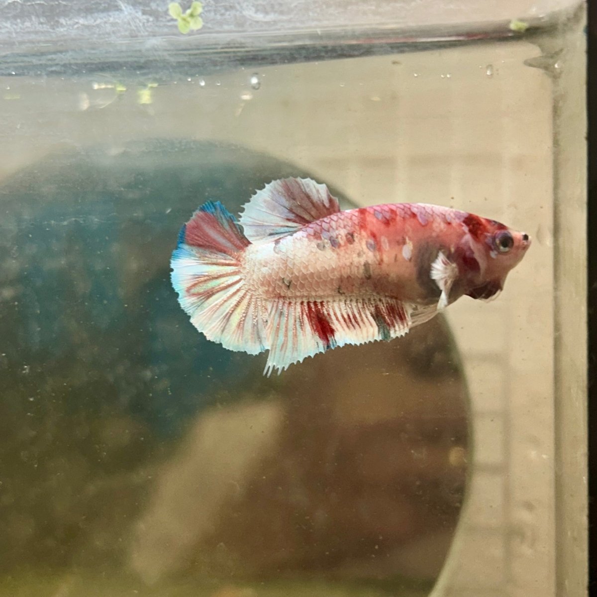 Plakat Koi Red Snow Female Betta 143
