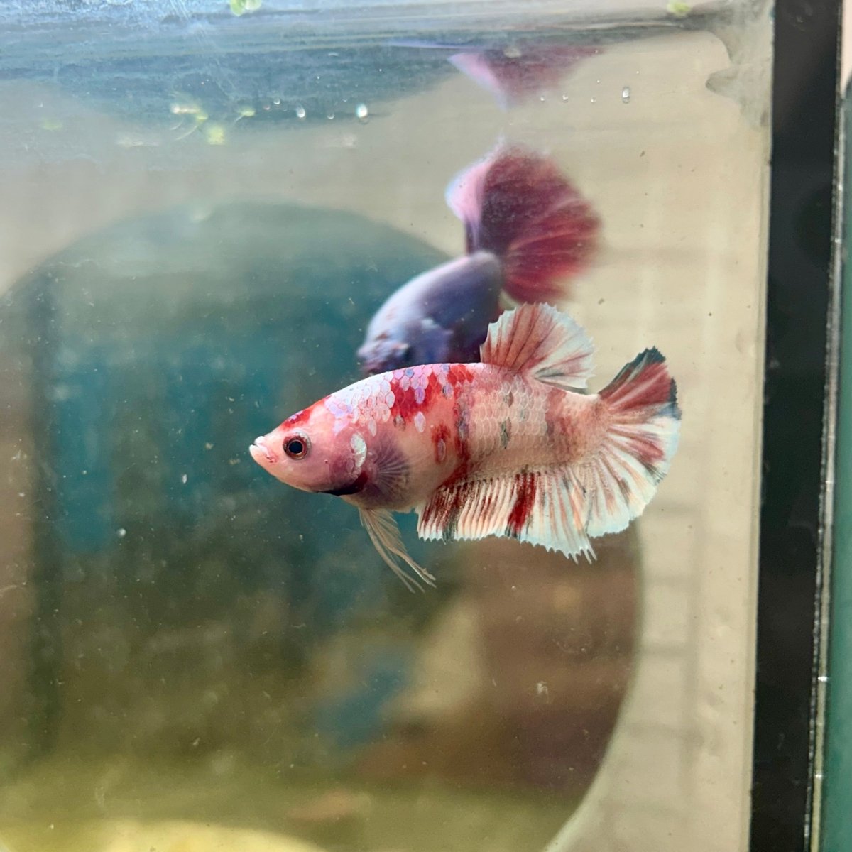 Plakat Koi Red Snow Female Betta 143