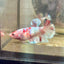 Plakat Koi Red Snow Female Betta 143