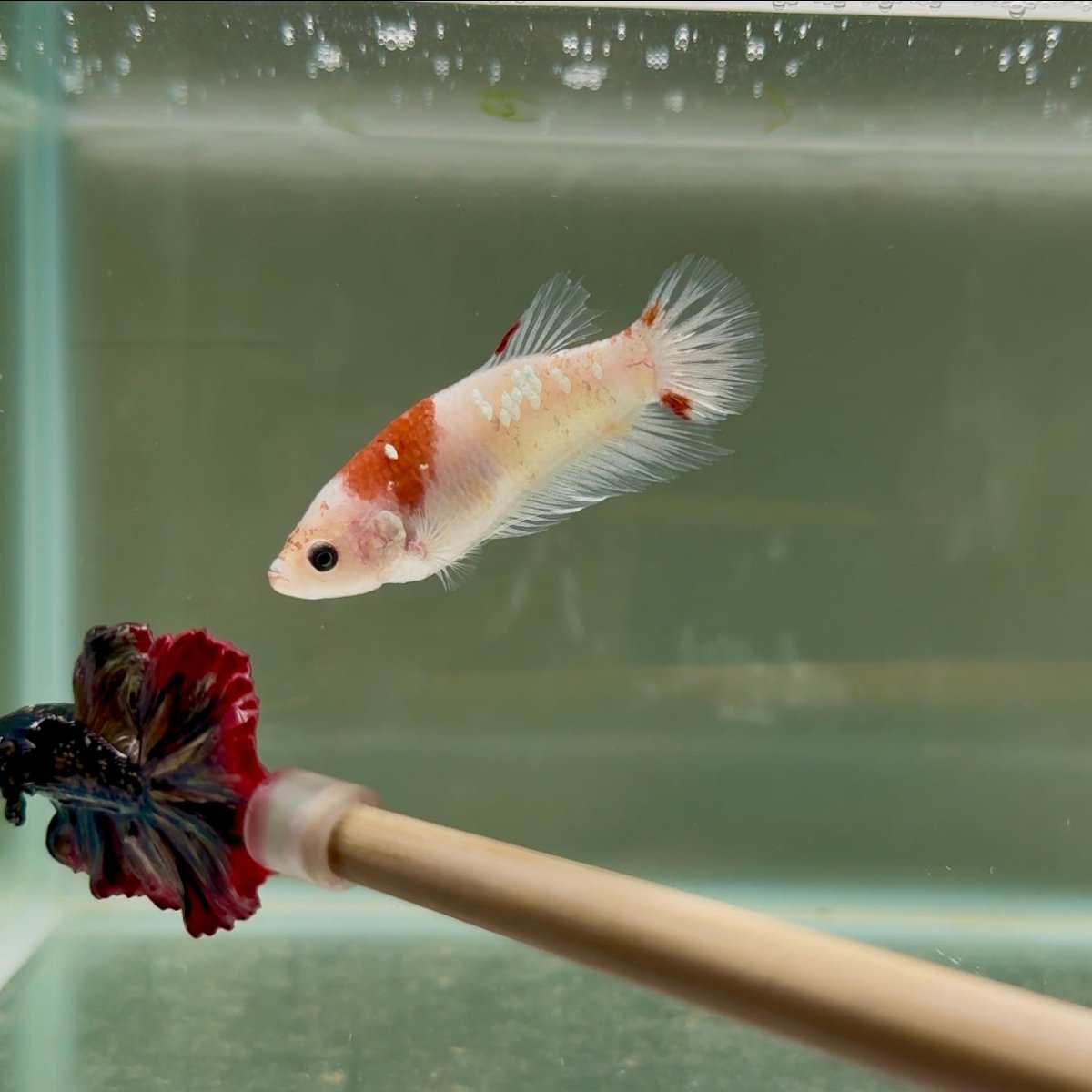 Plakat Koi Tancho Giant Female Betta D16