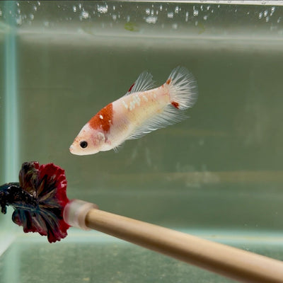 Plakat Koi Tancho Giant Female Betta D16