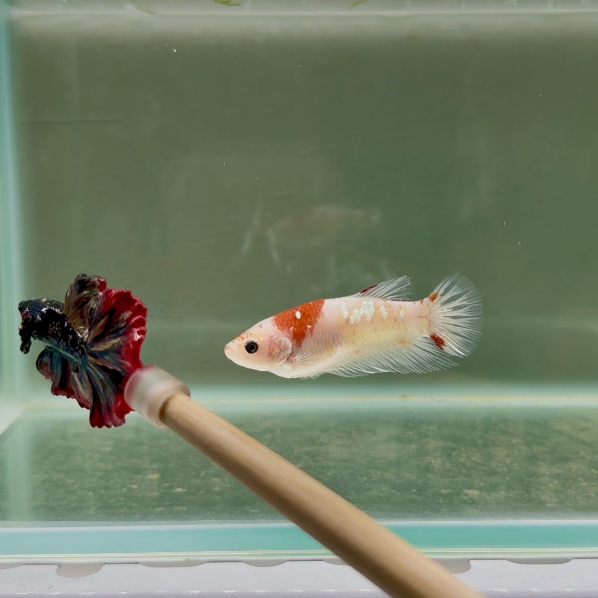 Plakat Koi Tancho Giant Female Betta D16