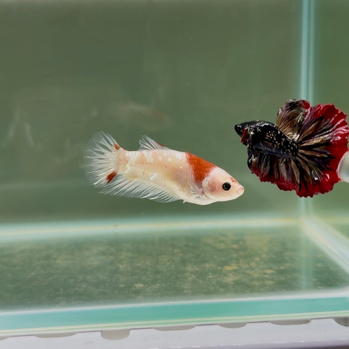 Plakat Koi Tancho Giant Female Betta D16