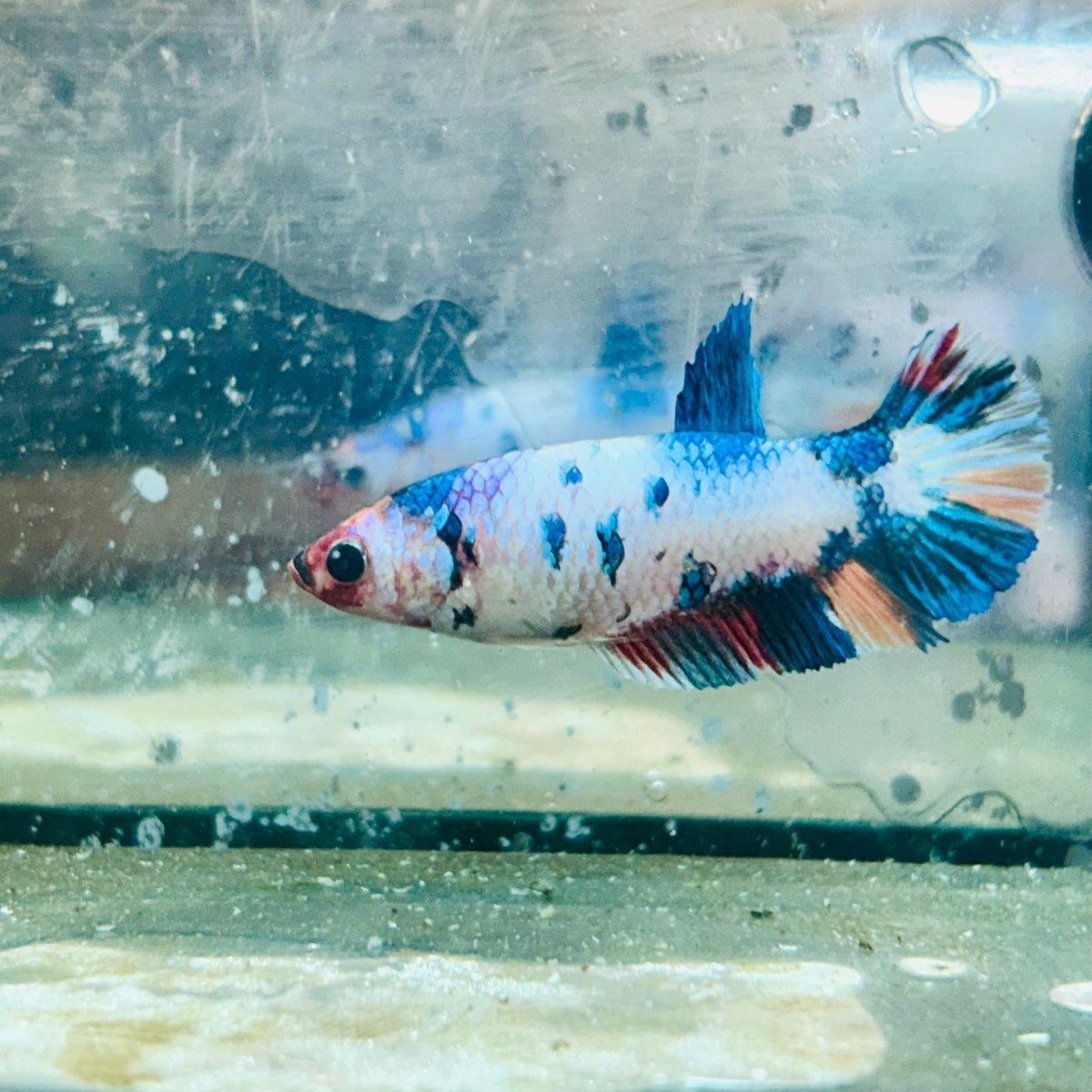 Plakat Koi White Candy Female Betta 130 Live Betta Fish Female betta