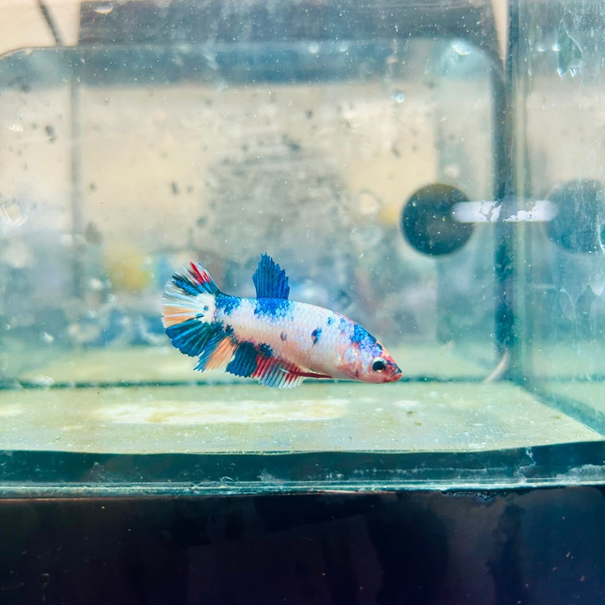 Plakat Koi White Candy Female Betta 130 Live Betta Fish Female betta