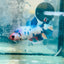 Plakat Koi White Candy Female Betta 130 Live Betta Fish Female betta