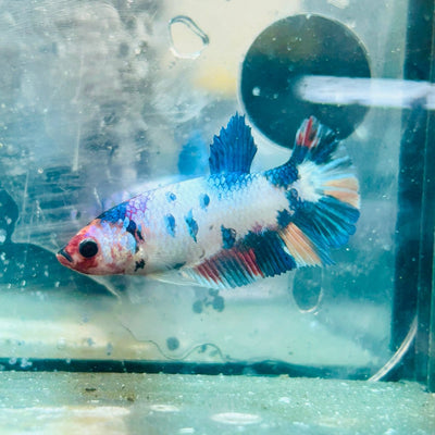 Plakat Koi White Candy Female Betta 130 Live Betta Fish Female betta