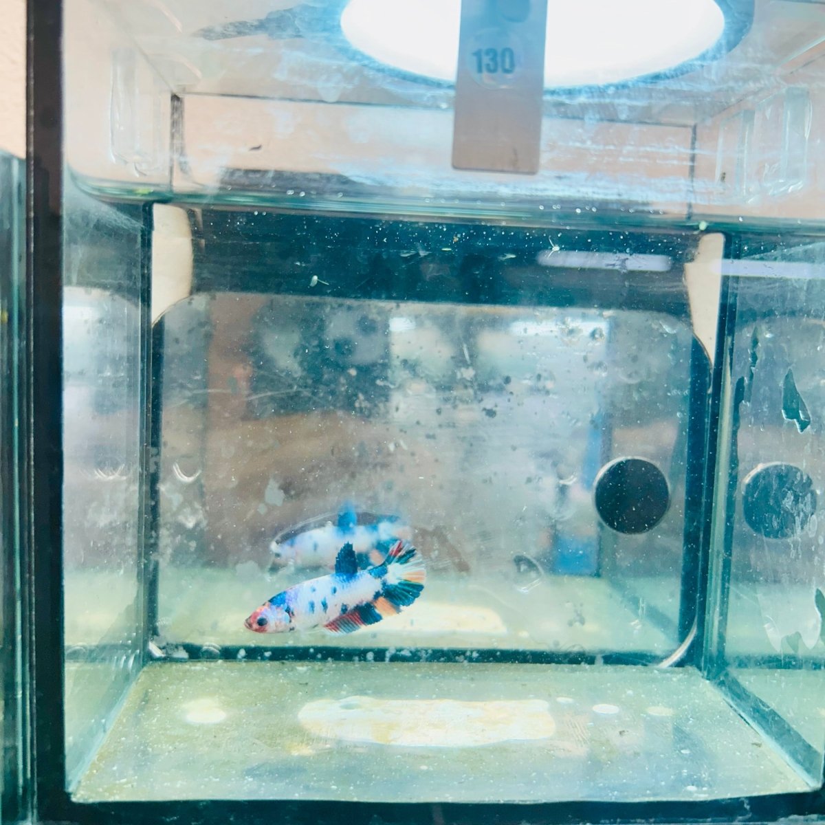 Plakat Koi White Candy Female Betta 130 Live Betta Fish Female betta