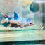 Plakat Koi White Candy Female Betta 130 Live Betta Fish Female betta