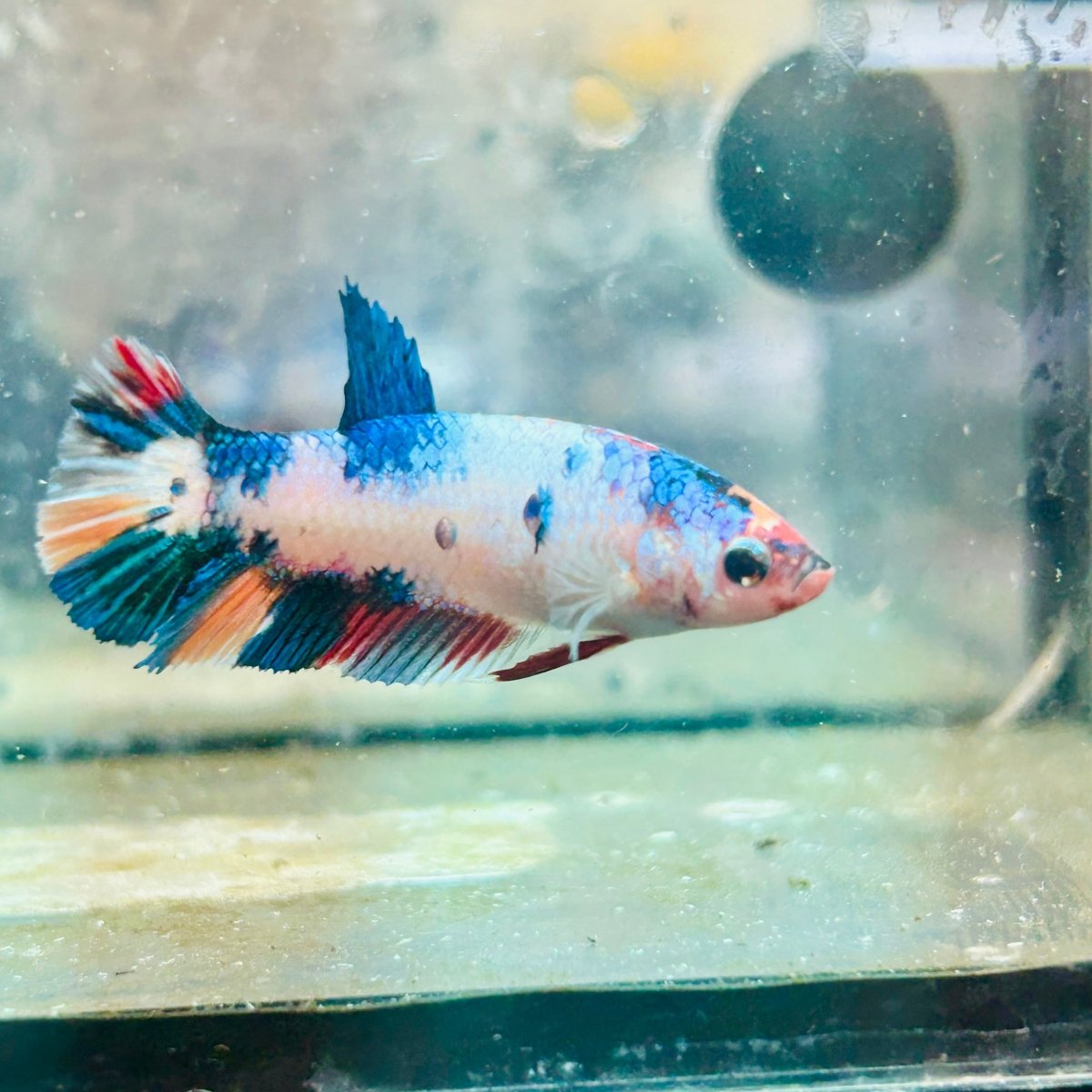 Plakat Koi White Candy Female Betta 130 Live Betta Fish Female betta