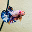 Plakat Koi White Candy Male Betta 023 Male betta