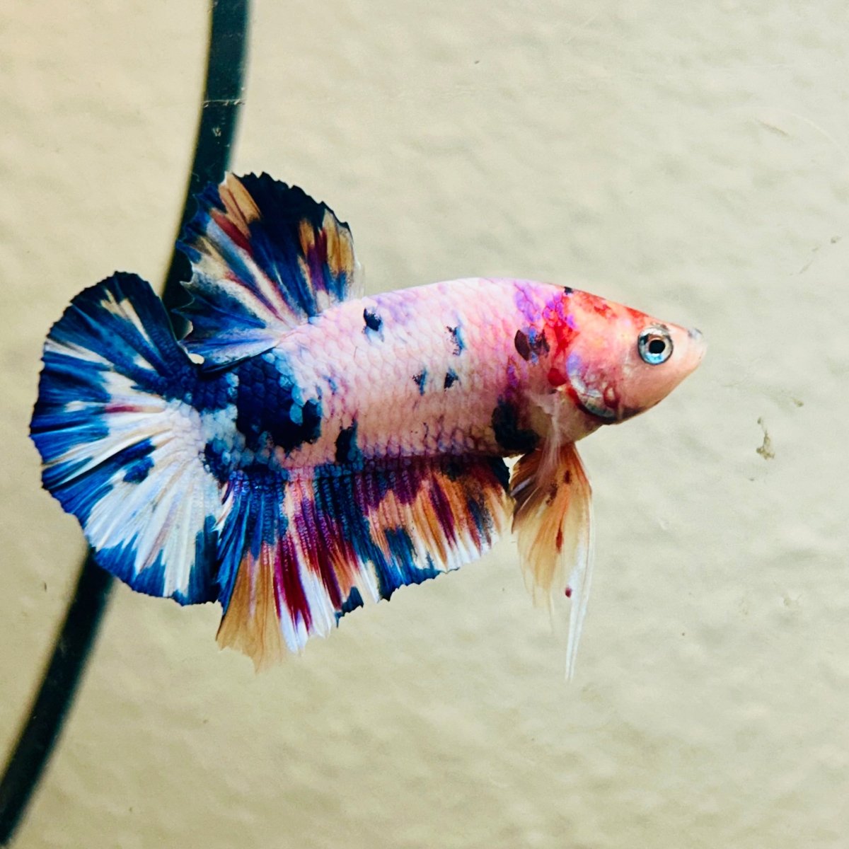 Plakat Koi White Candy Male Betta 023 Male betta