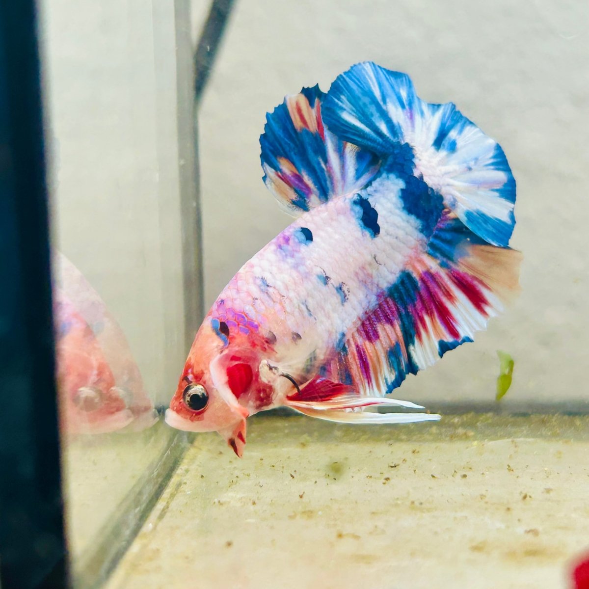 Plakat Koi White Candy Male Betta 023 Male betta