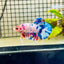 Plakat Koi White Candy Male Betta 023 Male betta