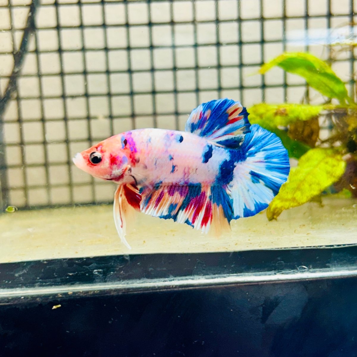 Plakat Koi White Candy Male Betta #166