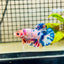 Plakat Koi White Candy Male Betta 023 Male betta