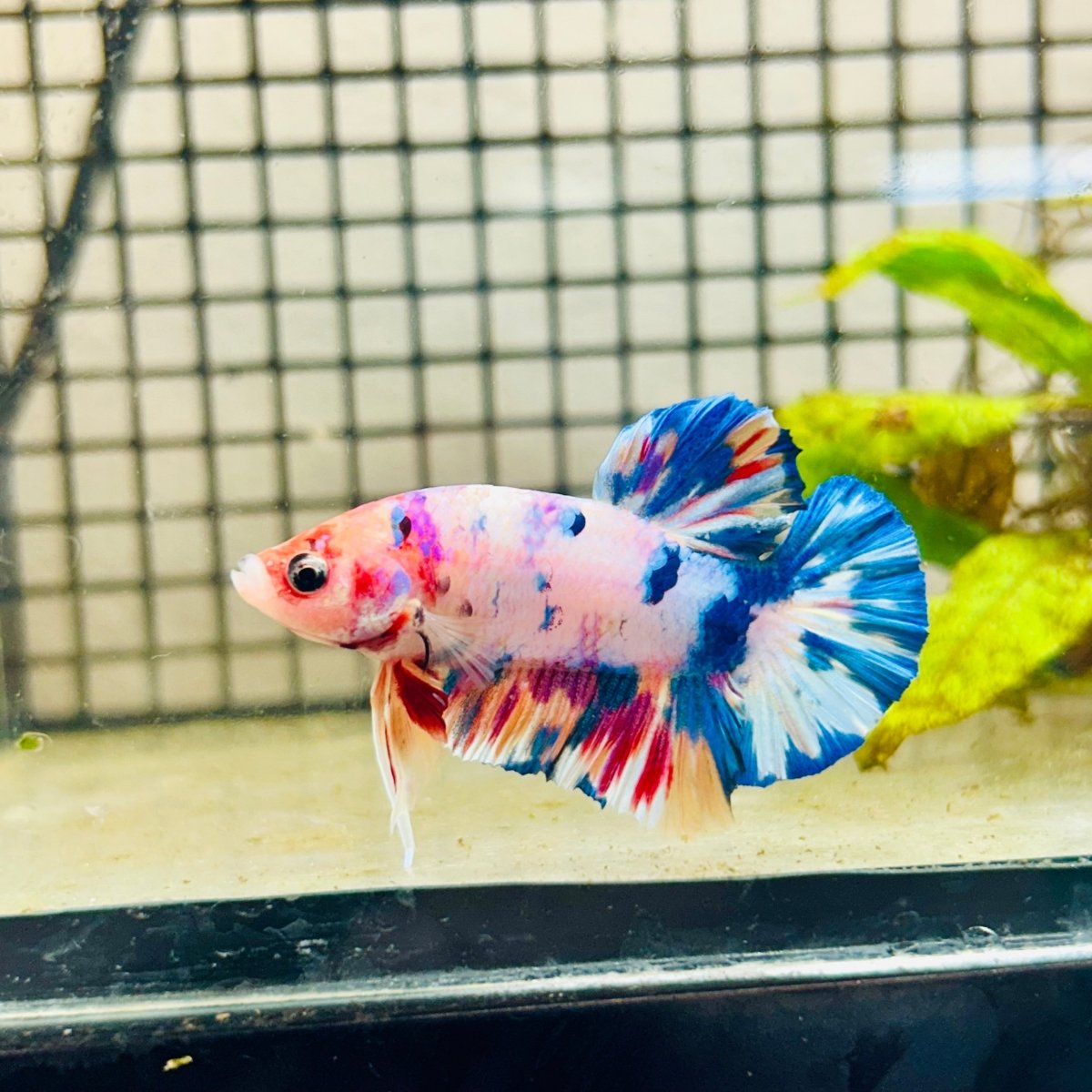 Plakat Koi White Candy Male Betta 023 Male betta