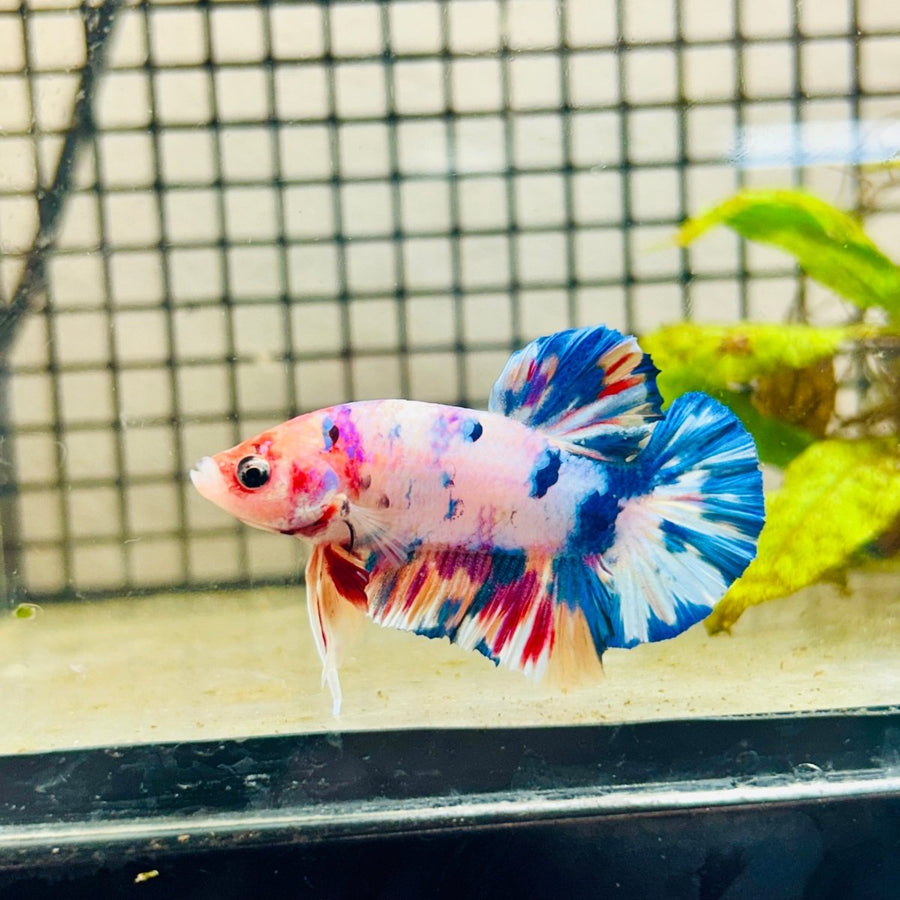Plakat Koi White Candy Male Betta 023 Male betta
