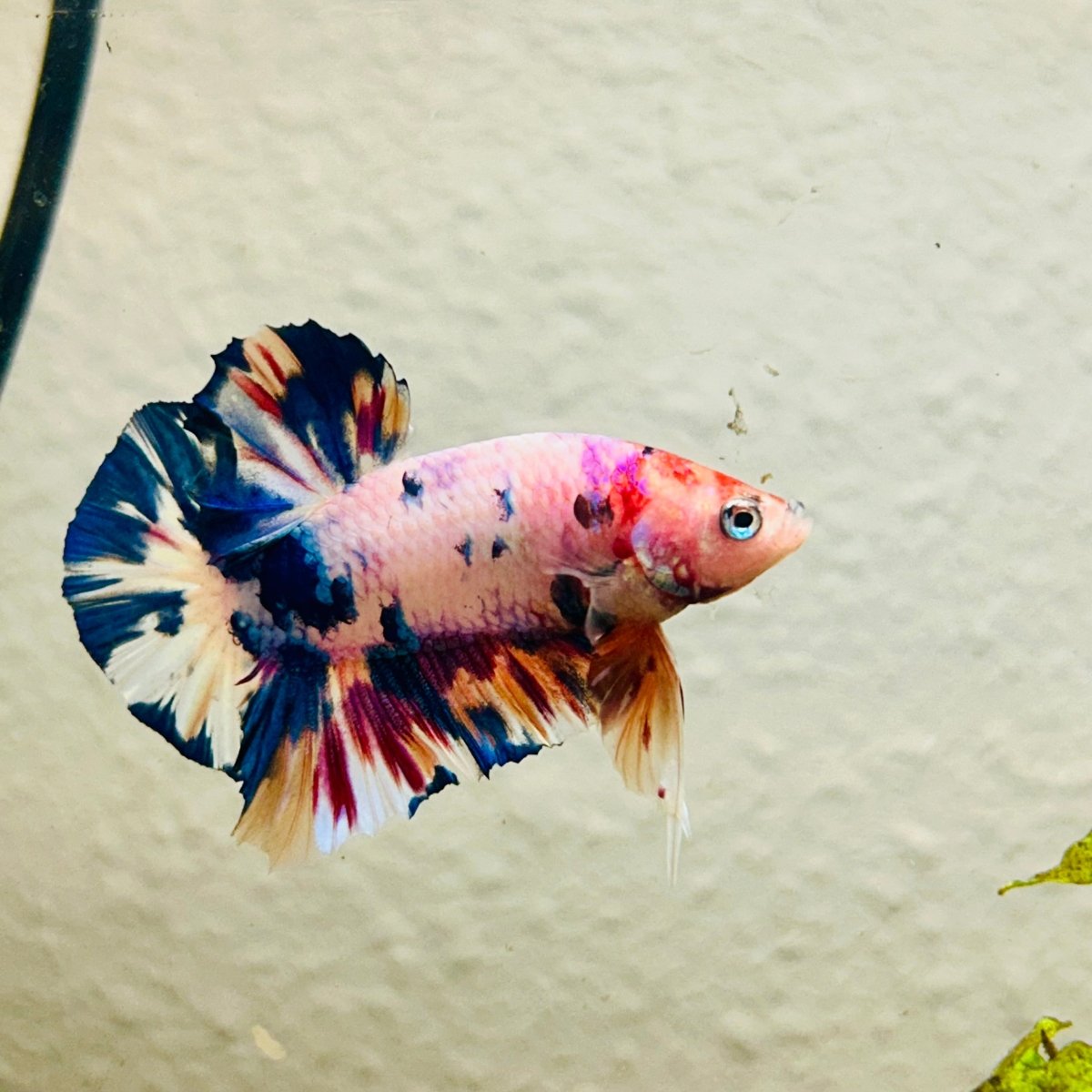 Plakat Koi White Candy Male Betta #166