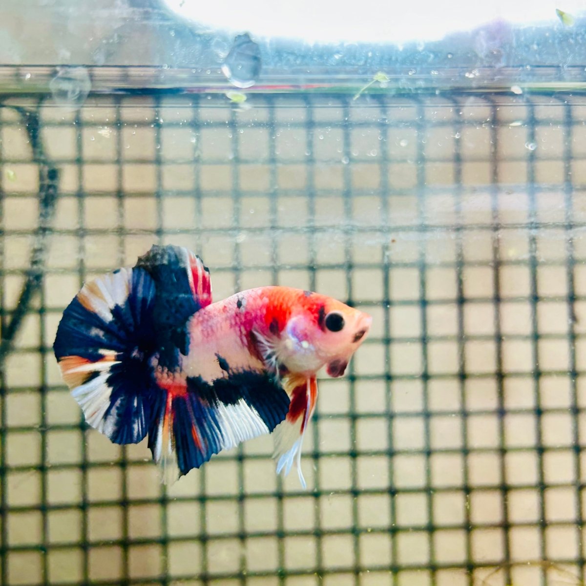 Plakat Koi White Candy Male Betta 037 Male betta