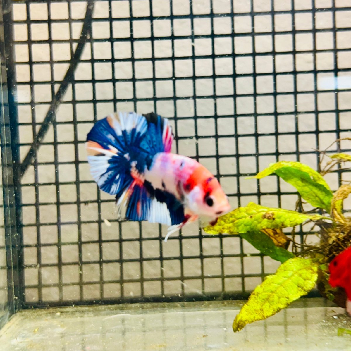 Plakat Koi White Candy Male Betta 037 Male betta