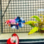 Plakat Koi White Candy Male Betta 037 Male betta