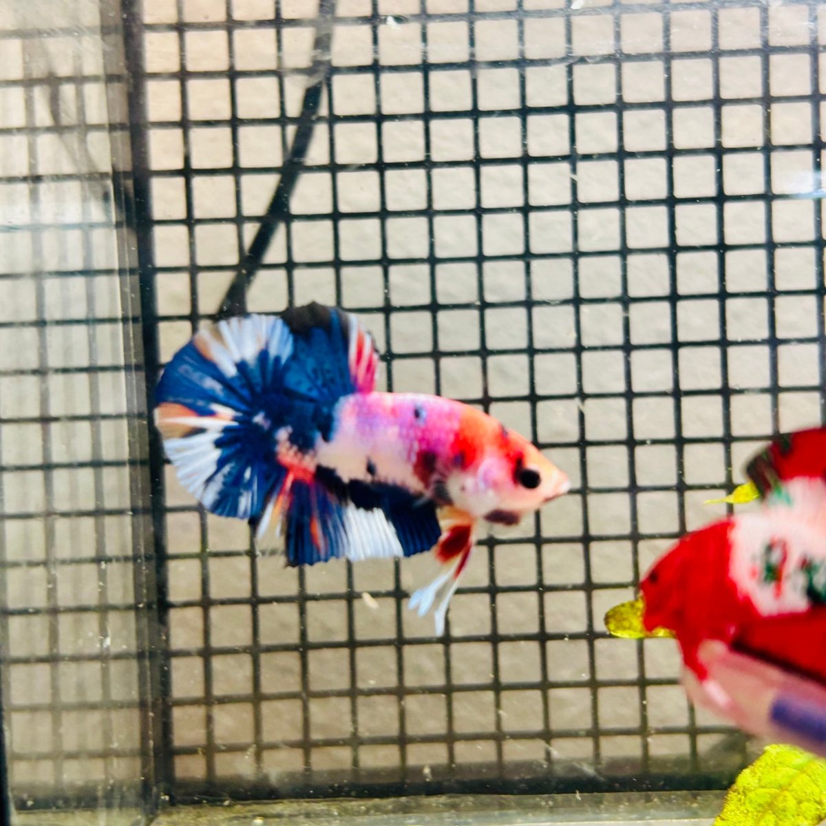 Plakat Koi White Candy Male Betta 037 Male betta