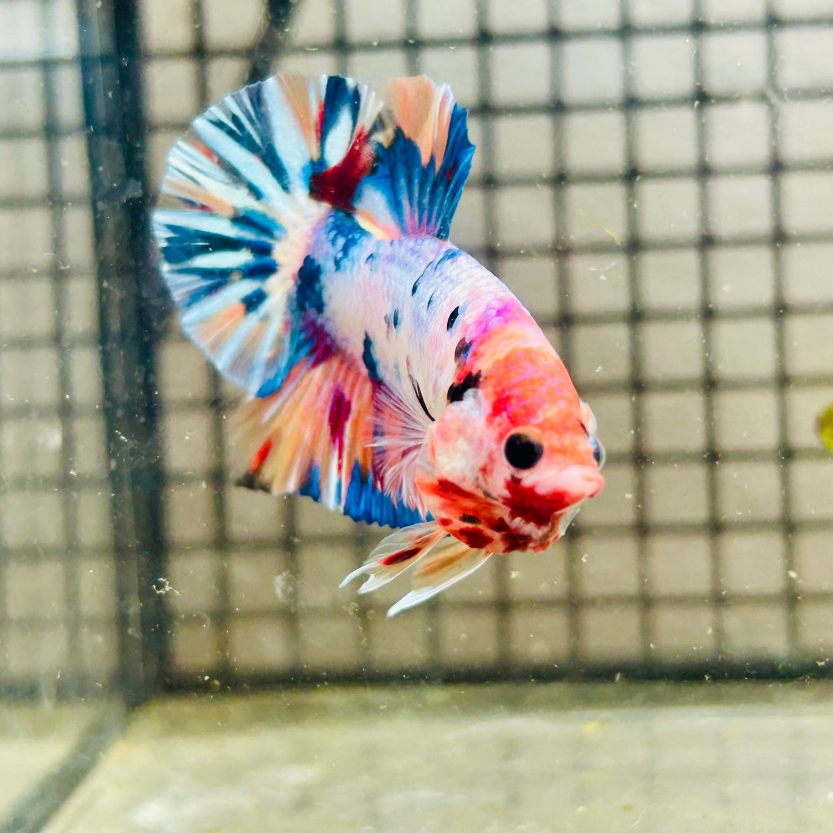 Plakat Koi White Candy Male Betta 123 Male betta