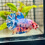 Plakat Koi White Candy Male Betta 123 Male betta