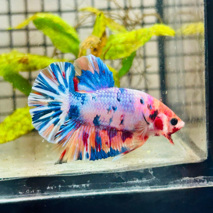 Plakat Koi White Candy Male Betta 123 Male betta