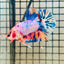 Plakat Koi White Candy Male Betta 123 Male betta