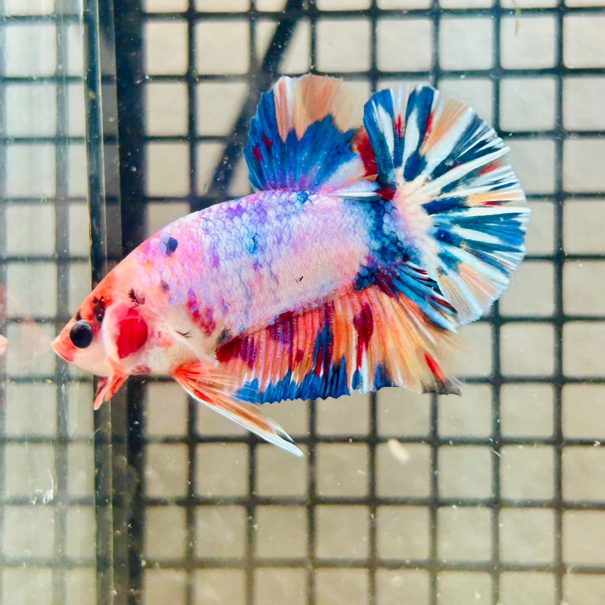 Plakat Koi White Candy Male Betta 123 Male betta